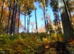 Beech regeneration